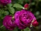Logħba Purple Roses onlajn