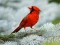 Logħba Birds Puzzle onlajn