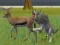 Logħba Wolf Life Simulator onlajn