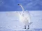 Logħba Graceful Swans onlajn