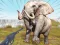 Logħba Zoo Anomaly Simulation onlajn