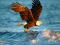 Logħba Animals Jigsaw Puzzle Eagle onlajn