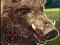 Logħba Boar Hunting Jigsaw onlajn
