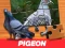 Logħba Pigeon Jigsaw Puzzle onlajn
