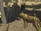 Logħba African Cheetah Hunting Simulator onlajn