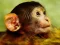 Logħba Funny Baby Monkey onlajn