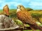 Logħba Birds of Prey Slide onlajn