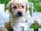 Logħba PicPu Dog onlajn