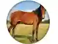 Logħba Animal Quiz onlajn