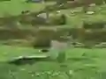 Logħba Pigeons Hunting onlajn