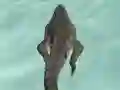 Logħba Crocodile Simulator Beach Hunt onlajn