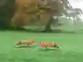 Logħba Hunted Fox onlajn