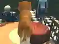 Logħba Dog Simulator: Puppy Craft onlajn