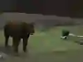 Logħba Bear Den onlajn