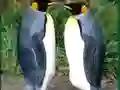 Logħba Penguin Puzzle onlajn