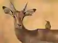 Logħba Wild Deer Jigsaw onlajn