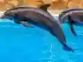 Logħba Sea Dolphin Jigsaw onlajn