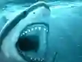 Logħba Hungry Shark onlajn