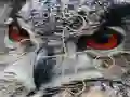 Logħba Wild owl Jigsaw onlajn