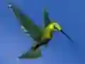 Logħba Hummingbird House Escape onlajn