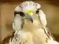 Logħba Gyrfalcon Jigsaw onlajn