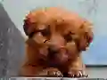 Logħba Puppy Puzzle onlajn