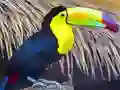 Logħba Toucan Bird Jigsaw onlajn