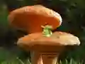 Logħba Mushroom Plant Land Escape onlajn