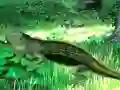 Logħba Lizard Forest Escape onlajn