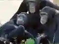 Logħba Funny Chimpanzee Jungle Escape onlajn