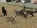 Logħba Run Cat Cat Race onlajn