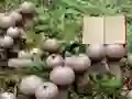 Logħba Lycoperdon Mushroom Land Escape onlajn