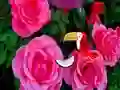 Logħba Precious Rose Escape onlajn