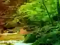 Logħba Peaceful Rainbow Forest Escape onlajn