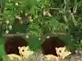 Logħba Escape From Mango Farm onlajn