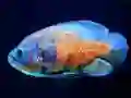 Logħba Tiger Fish Jigsaw onlajn