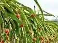 Logħba Dragon Fruit Animal Escape onlajn