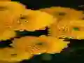 Logħba Chrysanthemums Jigsaw onlajn