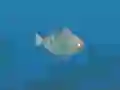 Logħba Fish Companions onlajn