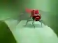 Logħba Dragon Fly Jigsaw onlajn