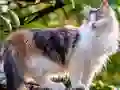 Logħba Rotate Puzzle - Cats and Dogs onlajn