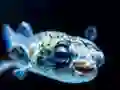 Logħba Puffer Fish Jigsaw onlajn