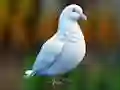 Logħba Realistic Pigeon Rescue onlajn