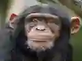Logħba Chimpanzee Jigsaw onlajn