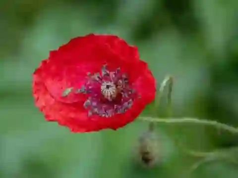 Logħba Poppy Nature Flower Jigsaw onlajn