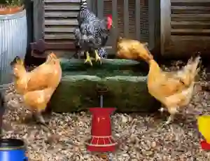 Logħba Poultry Farm Easter Escape onlajn