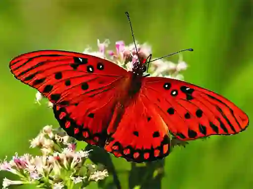 Logħba Nature Jigsaw Puzzle Butterfly onlajn