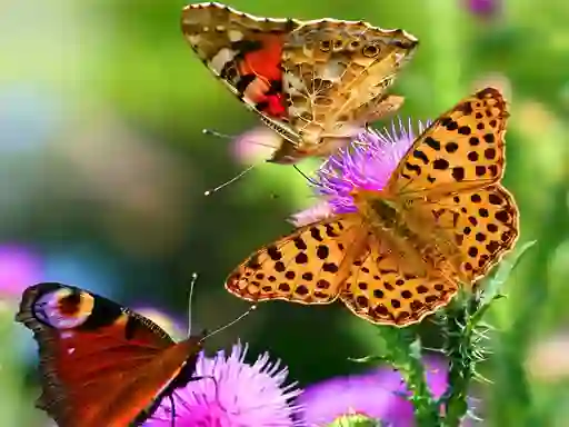Logħba Butterfly Slide onlajn