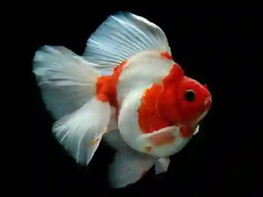 Logħba Gold Fish Jigsaw Puzzle onlajn