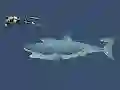 Logħba Mad Shark onlajn